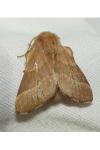 Malacosoma neustria