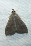 Mecyna asinalis