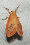 Miltochrista miniata