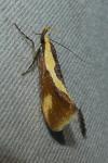 Harpella forficella