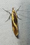 Harpella forficella