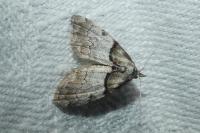 Nola cucullatella