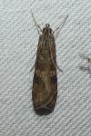 Nomophila noctuella