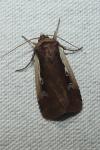 Ochropleura plecta