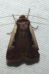 Ochropleura plecta