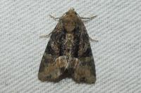 Oligia latruncula/strigilis/versicolor