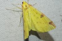 Opisthograptis luteolata