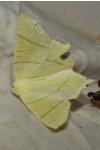 Ourapteryx sambucaria
