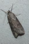 Pachycnemia hippocastanaria