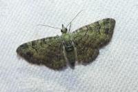 Pasiphila rectangulata