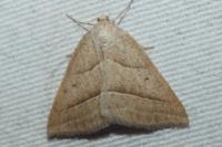 Petrophora chlorosata