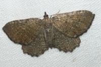 Philereme vetulata