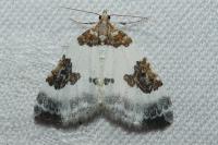 Plemyria rubiginata