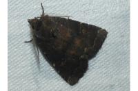 Rusina ferruginea