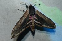 Sphinx ligustri