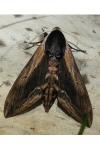 Sphinx ligustri