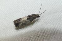 Spilonota ocellana