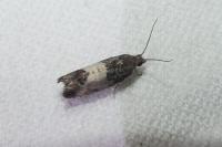 Spilonota ocellana