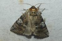 Tethea ocularis