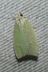 Tortrix viridana