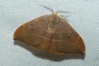 Watsonalla binaria