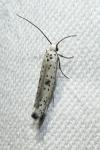 Yponomeuta plumbella
