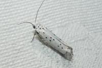 Yponomeuta