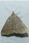 Zanclognatha lunalis