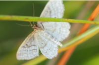 Idaea macilentaria
