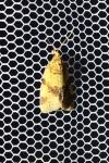 Epagoge grotiana