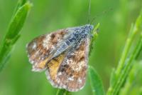 Isturgia famula