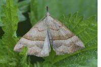 Hypena proboscidalis