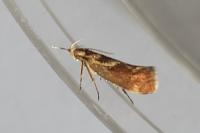 Metalampra italica
