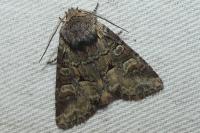 Brachylomia viminalis