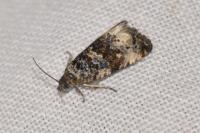 Endothenia marginana