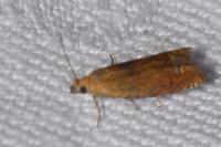 Lathronympha strigana