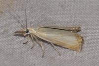 Chrysoteuchia culmella