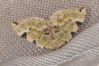 Colostygia pectinataria