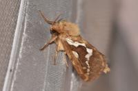 Korscheltellus lupulinus