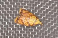 Acleris bergmanniana