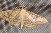 Patania ruralis