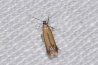 Coptotriche marginea