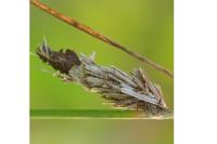 Canephora hirsuta