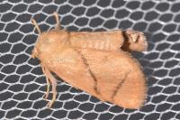 Apoda limacodes