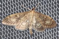 Anania lancealis