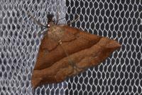 Hypena proboscidalis