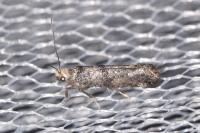 Paraswammerdamia nebulella