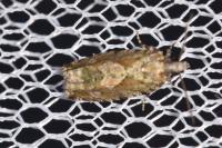 Zeiraphera isertana