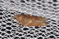 Acleris hastiana