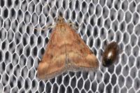Pyrausta despicata